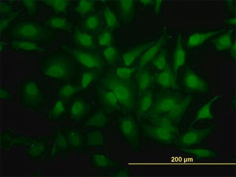 Monoclonal Anti-YBX1 antibody produced in mouse clone 4F12, purified immunoglobulin, buffered aqueous solution