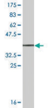 Monoclonal Anti-ALCAM antibody produced in mouse clone 1H3, ascites fluid