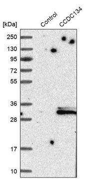 Anti-CCDC134 antibody produced in rabbit Prestige Antibodies&#174; Powered by Atlas Antibodies, affinity isolated antibody, buffered aqueous glycerol solution