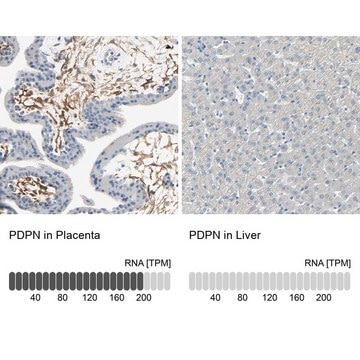 Anti-PDPN antibody produced in rabbit Prestige Antibodies&#174; Powered by Atlas Antibodies, affinity isolated antibody, buffered aqueous glycerol solution