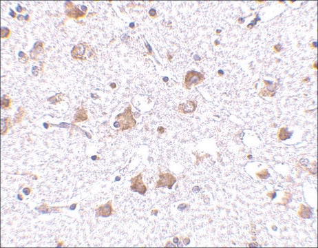 Anti-MANF antibody produced in rabbit affinity isolated antibody, buffered aqueous solution