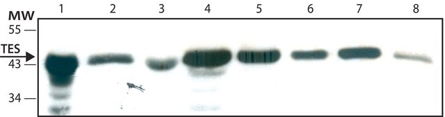 Anti-TES antibody ,Mouse monoclonal clone TES75, purified from hybridoma cell culture