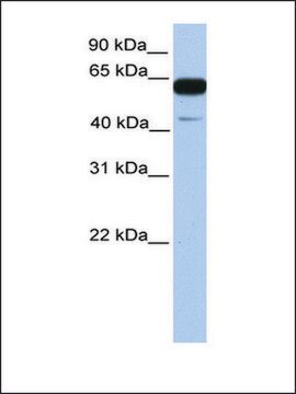 Anti-PWWP2A antibody produced in rabbit affinity isolated antibody