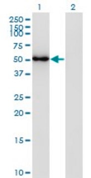 Monoclonal Anti-FLI1 antibody produced in mouse clone 2G8, purified immunoglobulin, buffered aqueous solution