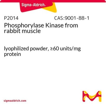 Phosphorylase Kinase from rabbit muscle lyophilized powder, &#8805;60&#160;units/mg protein