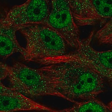 Anti-SREBF2 antibody produced in rabbit Prestige Antibodies&#174; Powered by Atlas Antibodies, affinity isolated antibody