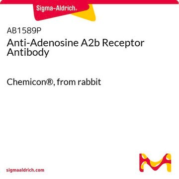 Anti-Adenosine A2b Receptor Antibody Chemicon&#174;, from rabbit