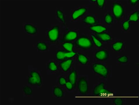 Monoclonal Anti-CAMK2A antibody produced in mouse clone 2C4, purified immunoglobulin, buffered aqueous solution