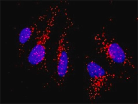 Monoclonal Anti-CD80 antibody produced in mouse clone 1G1, purified immunoglobulin, buffered aqueous solution