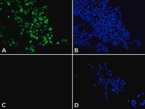 Anti-Histone Deacetylase 8 (HDAC8) antibody produced in rabbit affinity isolated antibody, buffered aqueous solution