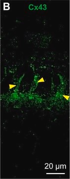 Anti-Connexin-43 antibody produced in rabbit affinity isolated antibody, buffered aqueous solution