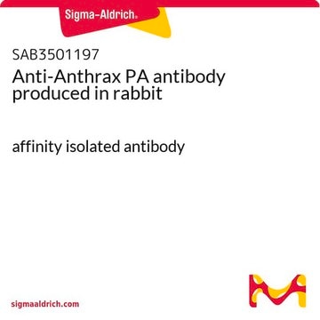 Anti-Anthrax PA antibody produced in rabbit affinity isolated antibody