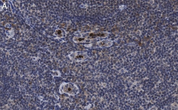 Anti-PD-1 Antibody, clone 1F7 ZooMAb&#174; Rabbit Monoclonal recombinant, expressed in HEK 293 cells