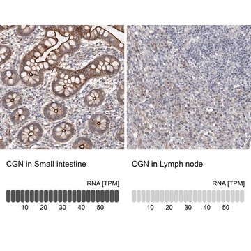 Anti-CGN antibody produced in rabbit Prestige Antibodies&#174; Powered by Atlas Antibodies, affinity isolated antibody, buffered aqueous glycerol solution, ab3