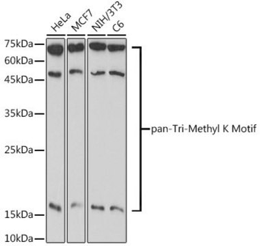 Anti-pan-Tri-Methyl lysine antibody produced in rabbit