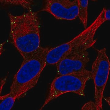 Anti-ADCYAP1R1 antibody produced in rabbit Prestige Antibodies&#174; Powered by Atlas Antibodies, affinity isolated antibody