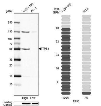 Anti-p53 antibody produced in rabbit Prestige Antibodies&#174; Powered by Atlas Antibodies, affinity isolated antibody