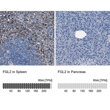 Anti-FGL2 antibody produced in rabbit Prestige Antibodies&#174; Powered by Atlas Antibodies, affinity isolated antibody, buffered aqueous glycerol solution, Ab1