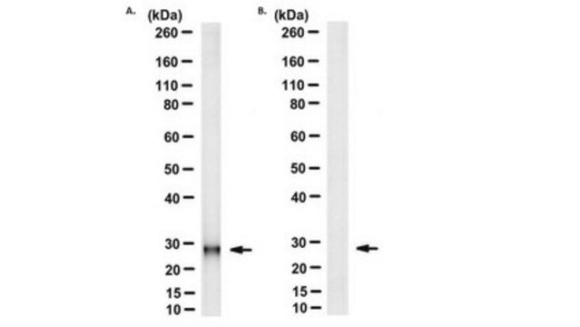 Anti-Cytochrome b Antibody, clone 5B3-6E3 clone 5B3-6E3, from mouse