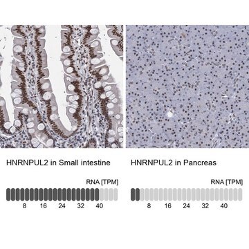 Anti-HNRNPUL2 antibody produced in rabbit Prestige Antibodies&#174; Powered by Atlas Antibodies, affinity isolated antibody, buffered aqueous glycerol solution