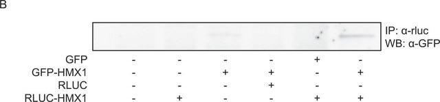 Anti-GFP, N-terminal antibody produced in rabbit ~1.0&#160;mg/mL, affinity isolated antibody, buffered aqueous solution