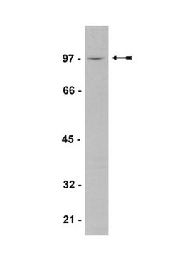 Anti-Vav3 Antibody, human Upstate&#174;, from rabbit