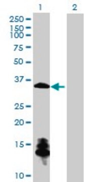 Anti-ChGn antibody produced in mouse purified immunoglobulin, buffered aqueous solution