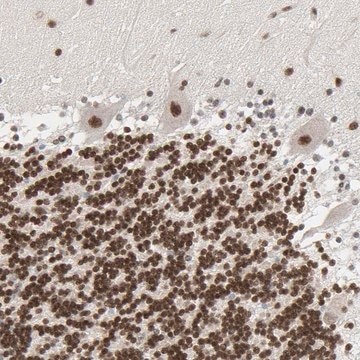 Anti-CUX1 antibody produced in rabbit Prestige Antibodies&#174; Powered by Atlas Antibodies, affinity isolated antibody, buffered aqueous glycerol solution