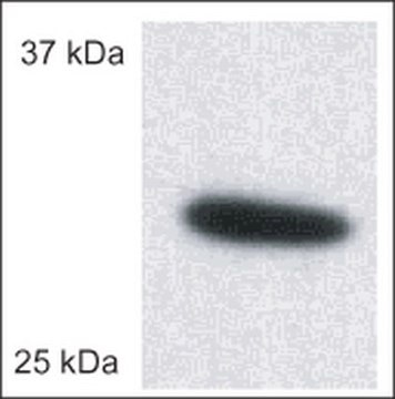 Anti-Porin (Ab-5) (185-197) Rabbit pAb liquid, Calbiochem&#174;