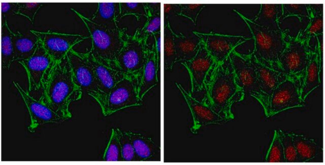 Anti-JMJD1C Antibody from rabbit, purified by affinity chromatography