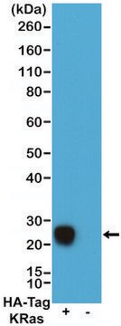 Anti-HA-Tag Chimeric antibody, Human Monoclonal recombinant, expressed in HEK 293 cells, clone RMH02, purified immunoglobulin