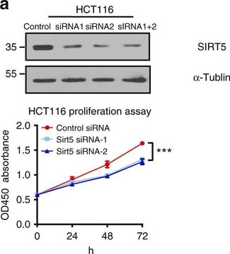 Anti-SIRT5 antibody produced in rabbit Prestige Antibodies&#174; Powered by Atlas Antibodies, affinity isolated antibody, buffered aqueous glycerol solution, Ab2