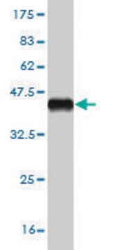 Monoclonal Anti-IL2RA antibody produced in mouse clone 1D6, purified immunoglobulin, buffered aqueous solution