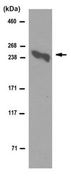 Anti-Laminin alpha5 Antibody, clone 4C7 (Ascites Free) clone 4C7, from mouse