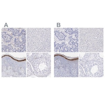 Anti-FLG antibody produced in rabbit Prestige Antibodies&#174; Powered by Atlas Antibodies, affinity isolated antibody, buffered aqueous glycerol solution, ab2