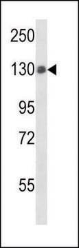 ANTI-PTPN14 (C-TERM) antibody produced in rabbit IgG fraction of antiserum, buffered aqueous solution