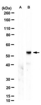 Anti-MLKL Antibody, clone 5A6