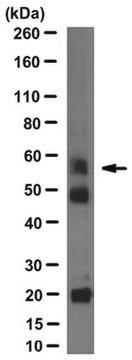 Anti-DC-STAMP Antibody, clone 1A2 clone 1A2, from mouse