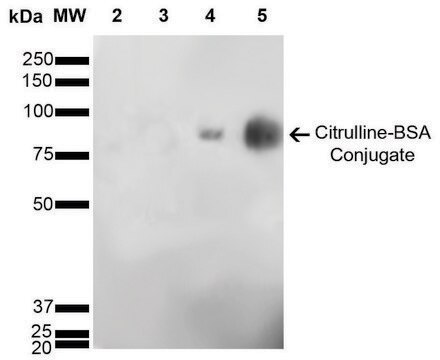 Monoclonal Anti-Citrulline-Biotin antibody produced in mouse clone 6C2.1