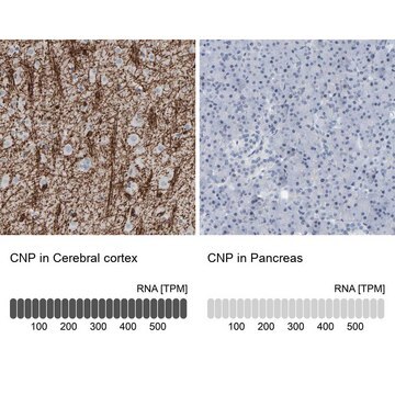 Anti-CNP antibody produced in rabbit Prestige Antibodies&#174; Powered by Atlas Antibodies, affinity isolated antibody, buffered aqueous glycerol solution, Ab1