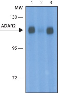 Anti-ADAR2 antibody, Mouse monoclonal clone ADAR2-15, purified from hybridoma cell culture