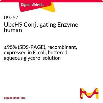 UbcH9 Conjugating Enzyme human &#8805;95% (SDS-PAGE), recombinant, expressed in E. coli, buffered aqueous glycerol solution