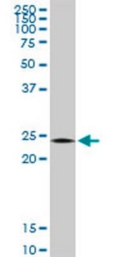 Anti-TWIST1 Rabbit pAb liquid, Calbiochem&#174;