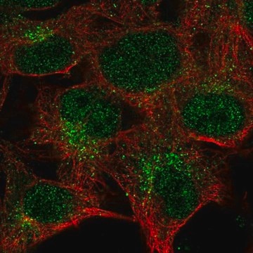 Anti-CTSK antibody produced in rabbit Prestige Antibodies&#174; Powered by Atlas Antibodies, affinity isolated antibody