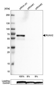 Monoclonal Anti-RUNX2 antibody produced in mouse Prestige Antibodies&#174; Powered by Atlas Antibodies, clone CL0232, purified immunoglobulin, buffered aqueous glycerol solution