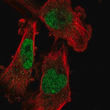 Anti-SETDB1 antibody produced in rabbit Prestige Antibodies&#174; Powered by Atlas Antibodies, affinity isolated antibody