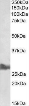 Anti-APOA1 antibody produced in goat affinity isolated antibody, buffered aqueous solution