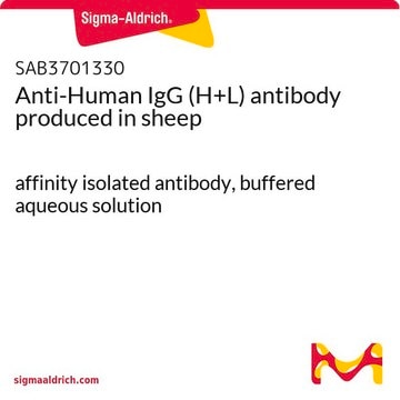 Anti-Human IgG (H+L) antibody produced in sheep affinity isolated antibody, buffered aqueous solution