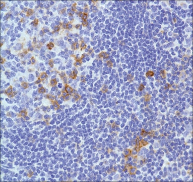 Anti-CD278/ICOS antibody, Rabbit monoclonal recombinant, expressed in proprietary host, clone SP98, affinity isolated antibody