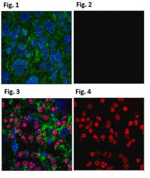 Anti-phospho-H2A.X Antibody (Ser139), clone JBW301, Alexa Fluor&#8482; 555 Conjugate clone JBW301, from mouse, ALEXA FLUOR&#8482; 555